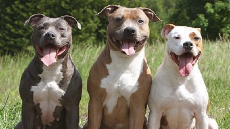 Pitbull Running Gear