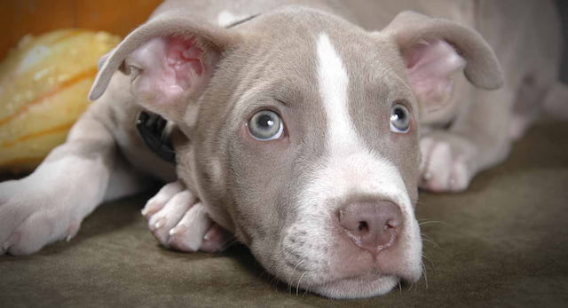 What Make Pitbulls Effective Running Dogs