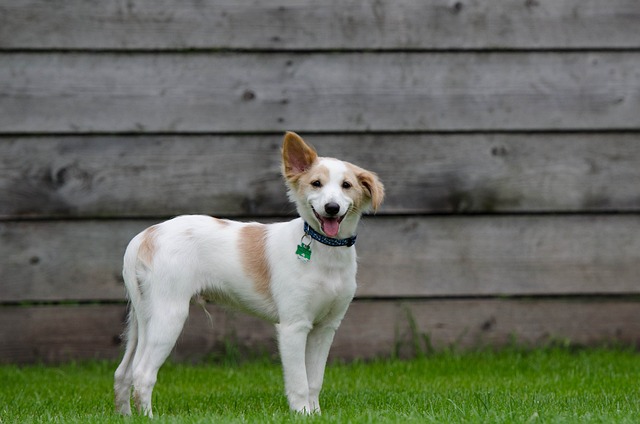 What Is Dog Boarding How To Evaluate A Boarding Kennel Better Doggy