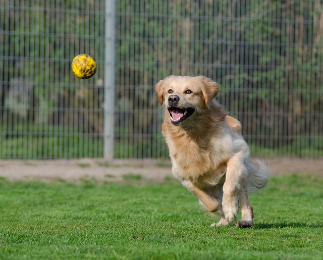 What is Dog Boarding How to Evaluate a Boarding Kennel