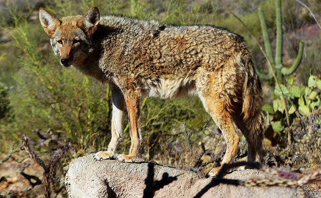 When Do Coyotes Follow Their Prey On The Run