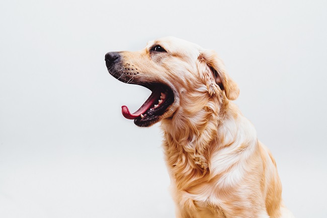 Why Did Dogs Like To Sit For Most Of Their Time