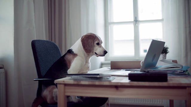 Why My Dog Doesn’t Like Sitting At The Desk