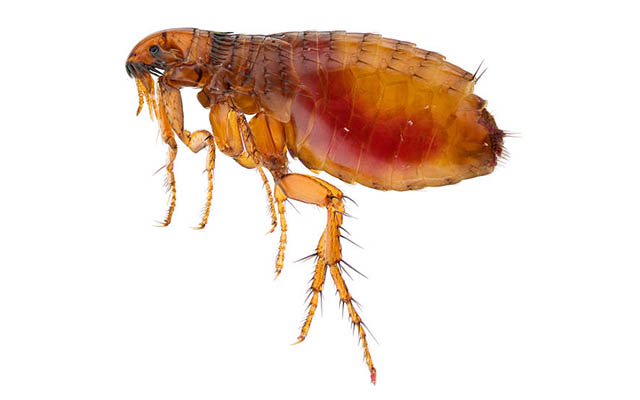 Does Lysol Kill Fleas All You Want to Know