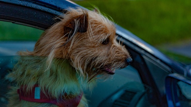 How to Remove Dog Hair from Car The Ultimate Guide