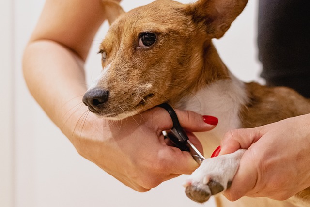 How to Use Guillotine Dog Nail Clippers in An Easy Step-by-step Guide