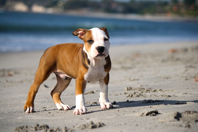 The Best Dog Foods for Pitbulls